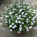 로벨리아 이미지