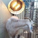 산들염소농장 이미지