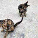 나리길한옥펜션 이미지