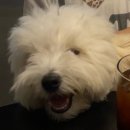 감사