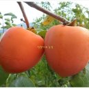 대봉 이미지