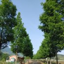 진교 메타세쿼이아길 이미지