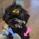 강아지탐험대 이미지