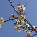 매화숲유치원 이미지