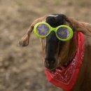 야곱이네염소 이미지