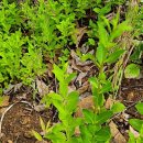 봄·초롱 하우스 이미지