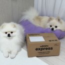 BG독케어센터 | [오레오즈 광고] 포메라니안 닥터독 베츠초이스 뉴트리션 J+ 관절건강 영양제 후기