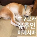 미소빌리지1 | 유후인 플로랄빌리지·마메시바 카페 체험기｜시이타케 몬스터 간식까지 놓치지 마세요 3편 리얼 후기