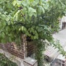 담벼락식당 | 떨어진 벽돌담벼락 부분 보강 보수작업