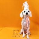 원더풀펫살롱 이미지