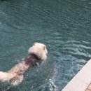 둥지애견 이미지