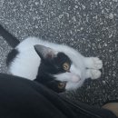 (주)아성다이소 수유본점 | 120 까치까치 설날 아닌데요