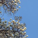 목련꽃집 | 창원 목련 실시간 개화시기 도계동 꽃스팟 후기 숨은명소