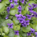 바이올렛(Violet)
