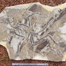 동물왕국 이미지