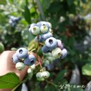 청산 블루베리 이미지