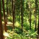 아리지 핀란드 이미지