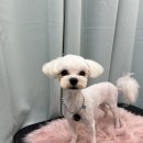 복똥이강아지 네이버블로그