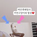 버만캣패밀리 이미지
