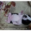 악동강아지 이미지