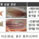 한초밥 이미지