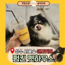 상원유치원 | 뚝섬역 애견카페 추천✨ 펌킨펫하우스 후기 (강아지 유치원/호텔/미용 가능)