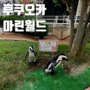 돌고래와펭귄 | 후쿠오카 여행 :: 아이랑 마린월드 우미노나카미치, 펭귄과 돌고래쇼 관람 후기