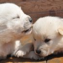 복슬 강아지 이미지