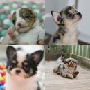 티나리안 이미지