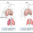 골반기저근/ 횡경막/ 내전근 레포트 이미지