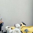 몽구네 애견유치원 이미지
