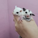 미니펫스쿨(Minipet School) 이미지