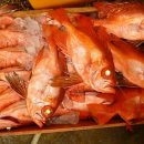 오늘의 생선 이미지