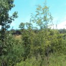 청북축산 이미지