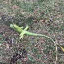 이구아나 이미지