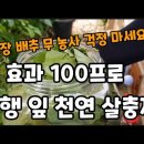 김장배추 김장무 열무 청벌레 한방에 끝 대박 /천연살충제 만들기 / 이미지