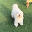 행복한 멍냥이 이미지