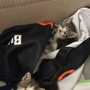 도그플러스 동물병원 마산점 | [1편｜고양이 중성화 기록] 발정기 증상 • 병원 예약 과정 공유