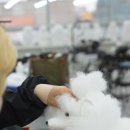 대전애견미용학원 자격증 3급 3개월만에 딴 후기