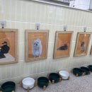 댕댕플래닛 이미지