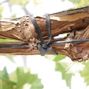 신세계원예 | 가지 유인 닻밴드, 과수 채소 원예 결속기 (4mm 아쉬움)