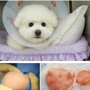 JA 임상병리 동물병원 | 강아지 지방종 수술 후기, 노령견 가슴 말랑한 혹[판교 분당 동물병원]