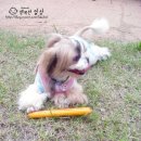 꾸바