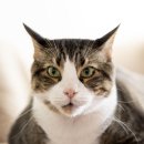 아이안 동물의료센터 이미지