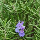 로즈마리 정원 이미지