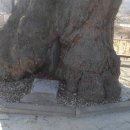 광석1리 Daum카페
