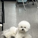 강북에이스애견미용학원 이미지