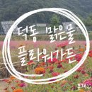 훈재농장 | 창원 덕동맑은물 플라워가든 - 부산 근교 핑크뮬리, 백일홍, 코스모스 [꽃구경 찐 막차]