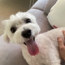 우리덤프 이미지