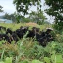 염소야놀자 이미지